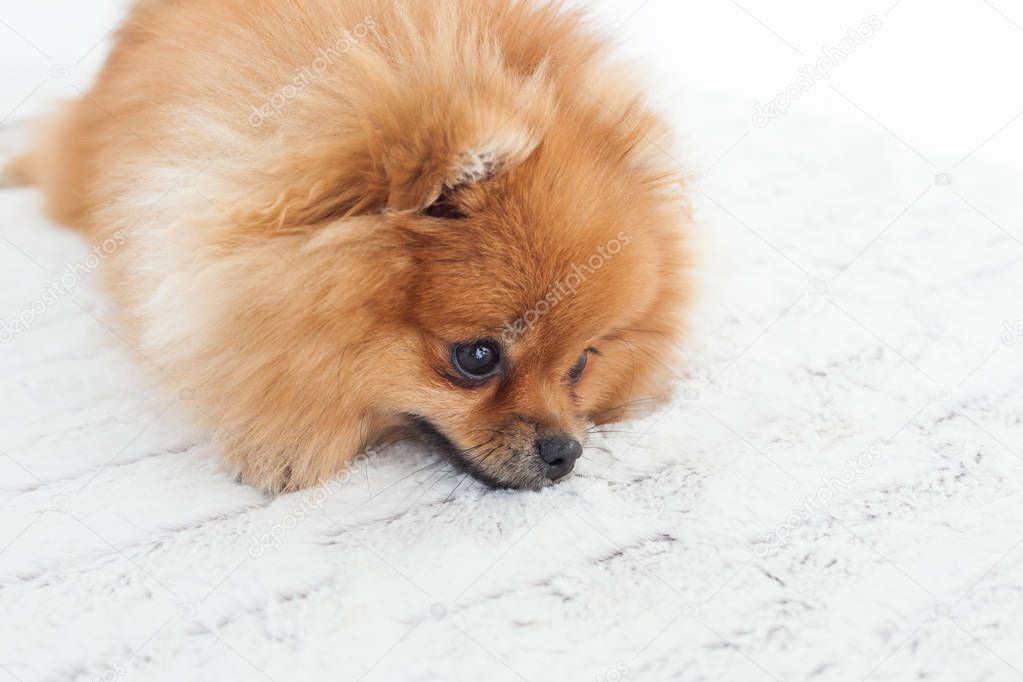 Portrait of a young orange pomeranian spitz sitting on bed