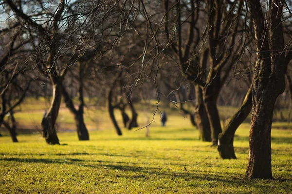 Allée avec troncs d'arbres incurvés par une journée ensoleillée de printemps . — Photo