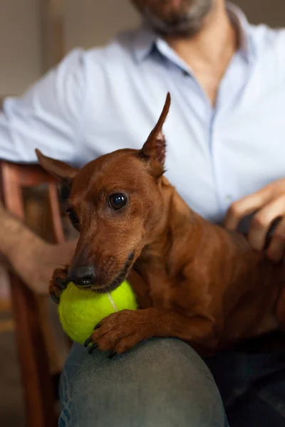 Câinele se odihnește cu proprietarul său jucându-se cu mingea iubită — Fotografie, imagine de stoc