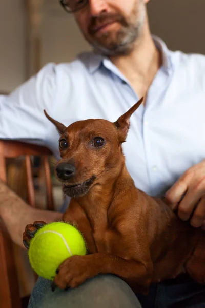 Собака отдыхает, а ее хозяин играет с любимым мячом — стоковое фото