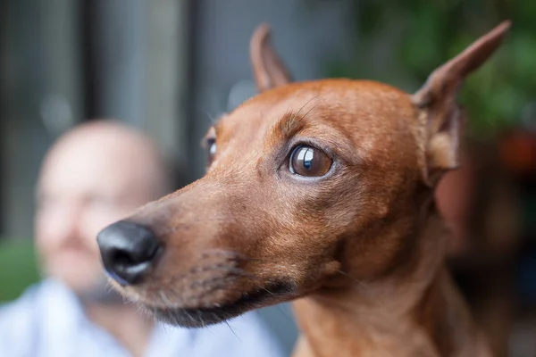 Dog and its owner look thoughtfully out the window, — Stock Photo, Image