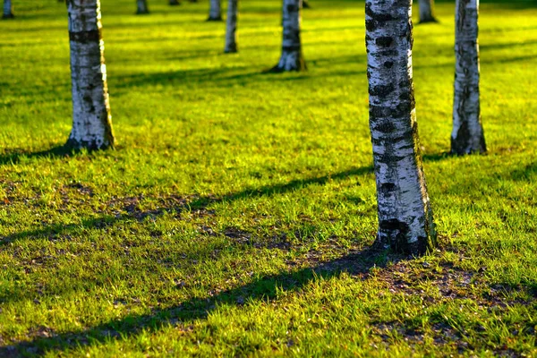 Im Park wachsen mehrere Birken — Stockfoto