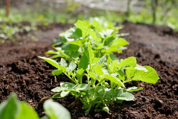 Planta de papa verde. Hoja de verdura. Agricultura ecológica de alimentos en el jardín, campo o granja en una fila . — Foto de Stock
