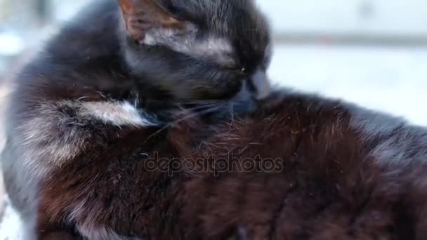 Черная грязная кошка облизывает лапу и чистит себя — стоковое видео