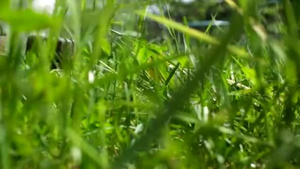Садовник стрижет траву газонокосилкой — стоковое видео