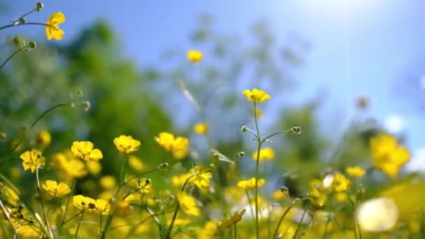 キンポウゲの花風に優しく手を振ってフィールド. — ストック動画