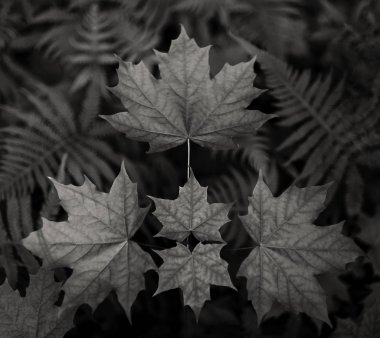 yeşil akçaağaç yaprağı