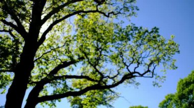 bokeh güneşli ağaçtan