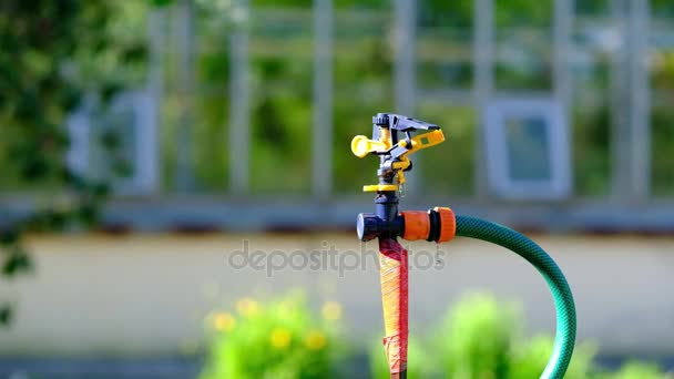 Watering the green grass. Summer gardening. — Stock Video