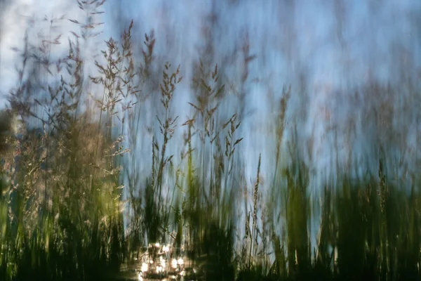 Güneşli arka plan üzerinde ince çim yakın çekim.