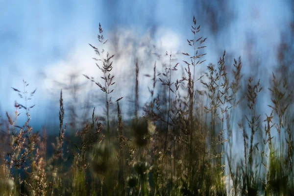 Erba sottile primo piano su sfondo soleggiato . — Foto Stock