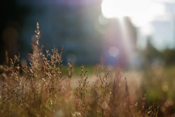 Тонкая трава крупным планом на солнечном фоне . — стоковое фото