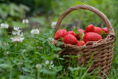 Olgun kırmızı çilek yeşil çimenlerin üzerinde