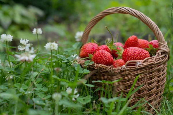 Olgun kırmızı çilek yeşil çimenlerin üzerinde
