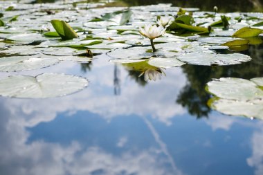 Nilüferler gölette