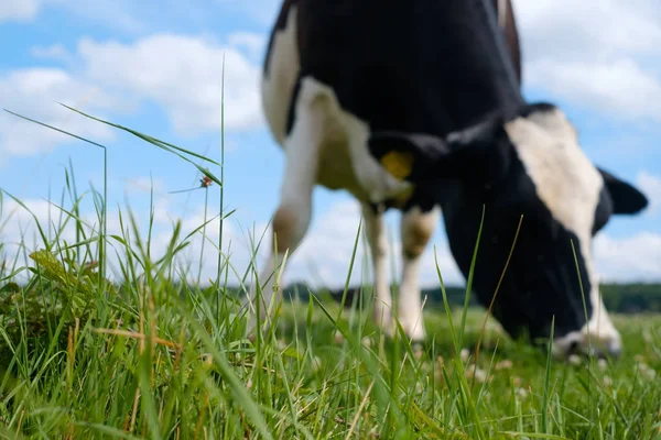 Vaca blanca y negra en un prado verde de verano . —  Fotos de Stock