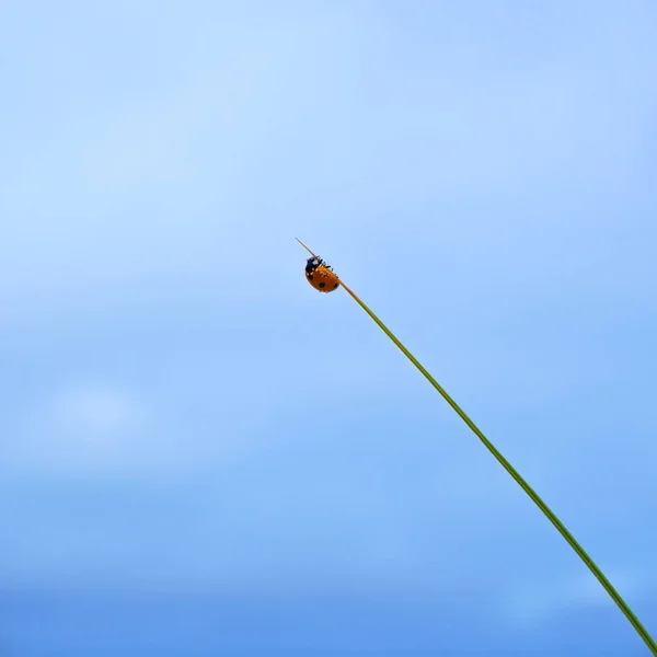 Mariquita roja sobre hierba . —  Fotos de Stock