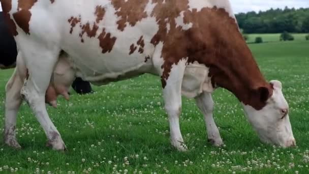 La vache paître dans le champ vert 