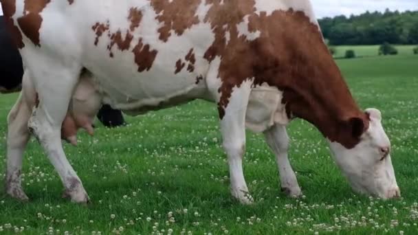 La vaca está pastando en el campo verde — Vídeo de stock