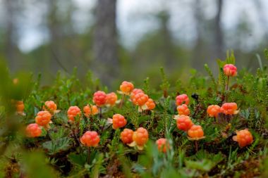 Cloudberry grow in the forest in Russia clipart