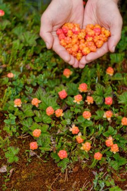 Cloudberry büyümek Rusya'da ormandaki