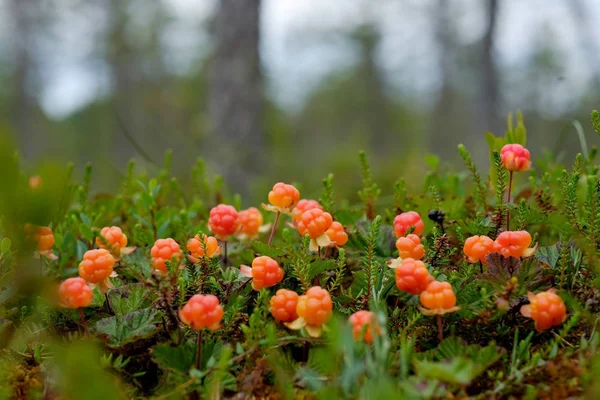 Cloudberry grow in the forest in Russia — Stock Photo, Image
