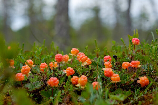 Cloudberry grow in the forest in Russia