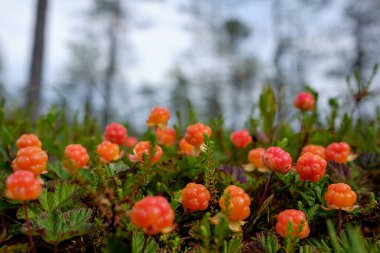 Cloudberry grow in the forest in Russia clipart
