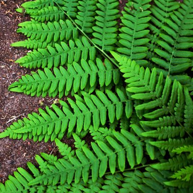 fern leaf on ground background clipart