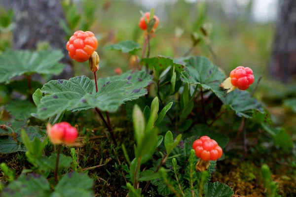 Cloudberry crescono nella foresta in Russia — Foto Stock