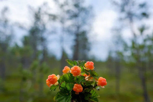 Moltebeeren wachsen im Wald in Russland — Stockfoto