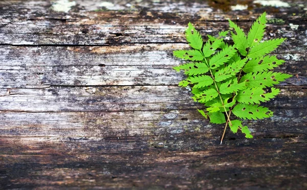 Fern leaf på trä bakgrund — Stockfoto