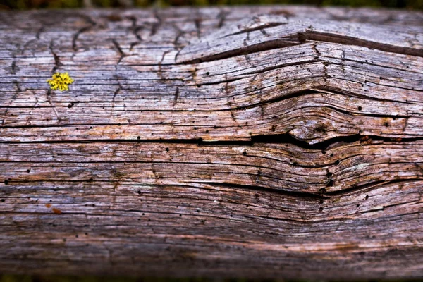 Dark wood texture. — Stock Photo, Image