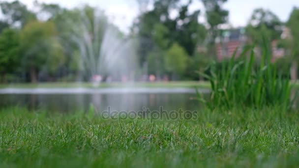 Zelená tráva na pozadí rozmazané fontána — Stock video