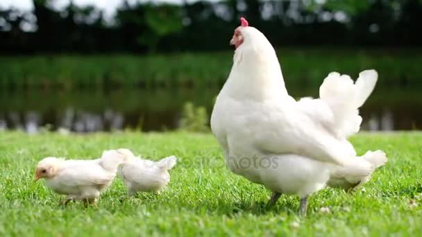 少しの鶏および雌鶏の緑の草の上を歩くウォーキング. — ストック動画
