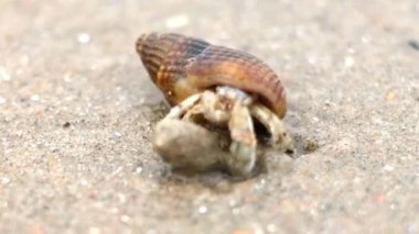 küçük pavurya içinde deniz hayvanı kabuğu