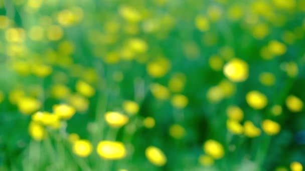 Buttercup fleurs dans un champ agitant doucement dans une brise . — Video