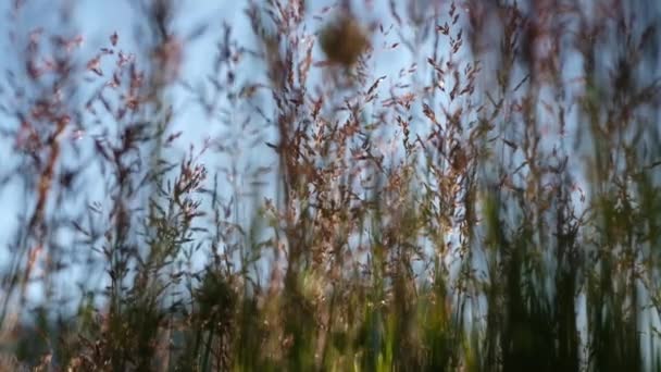 Hiker promenader utomhus, låg vinkel som närbild av fot. — Stockvideo