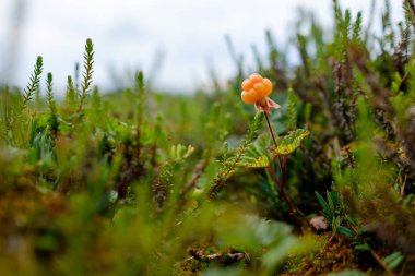 Olgun cloudberry bataklik Rusya'da yetişen.