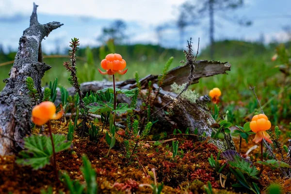 Reife Moltebeere wächst auf einem Sumpf in Russland. — Stockfoto
