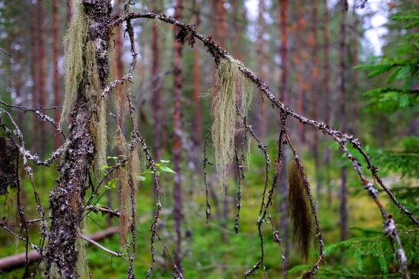 Eine bunte Flechte usnea hängt an einem Birkenzweig in einem wilden Wald. — Stockfoto