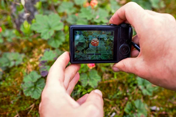 Una persona fotografa i cloudberry con una fotocamera compatta da una distanza molto vicina . — Foto Stock