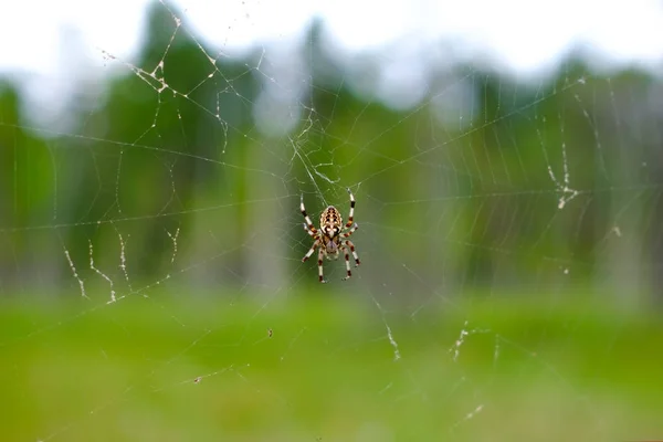Паук на паутине в лесу крупным планом — стоковое фото