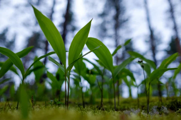 Maiglöckchen wachsen zwischen Moosen im Wald. — Stockfoto