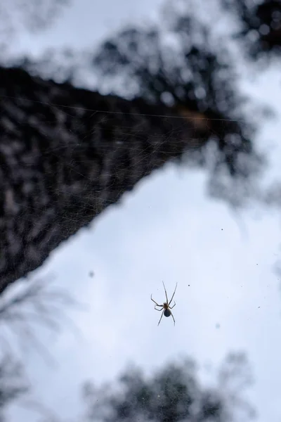 Паук на паутине в лесу крупным планом — стоковое фото