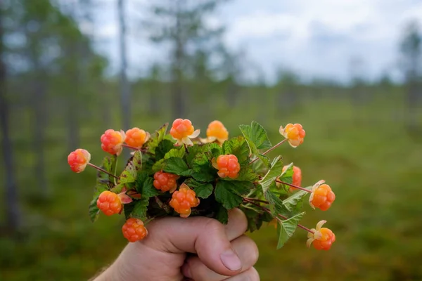 Een persoon houdt een boeket van cloudberries tegen de achtergrond van het moeras, waar de gegevens zijn verzameld. — Stockfoto