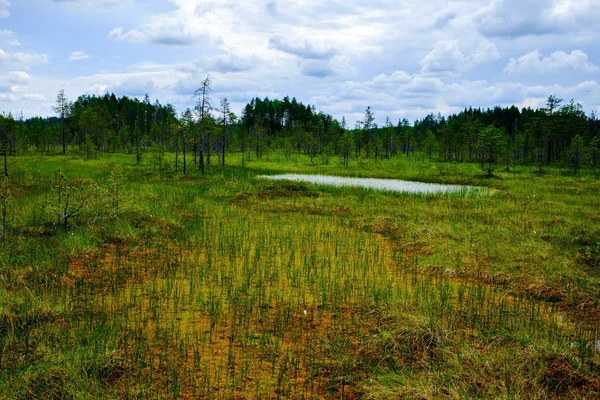 See in der Sumpflandschaft — Stockfoto
