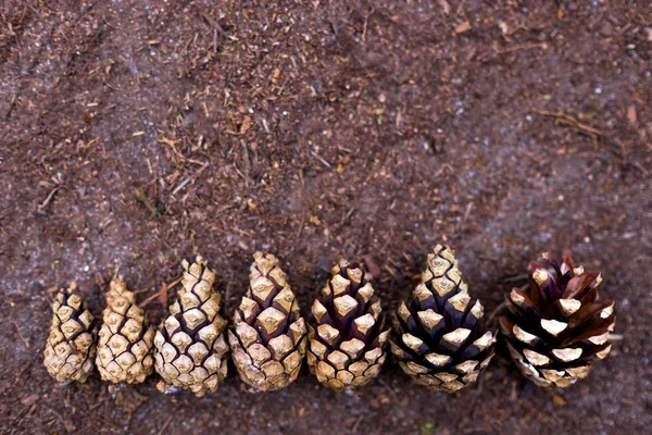 Cônes de pin alignés par ordre croissant . — Photo