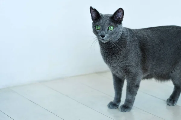 Russo tímido azul gato de pé — Fotografia de Stock