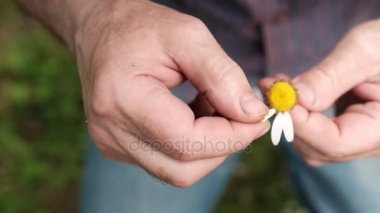 Yaz aylarında bir papatya niteliğine üzerinde adam tahmin.